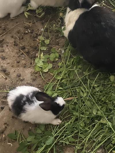 Rabbit babay for sale