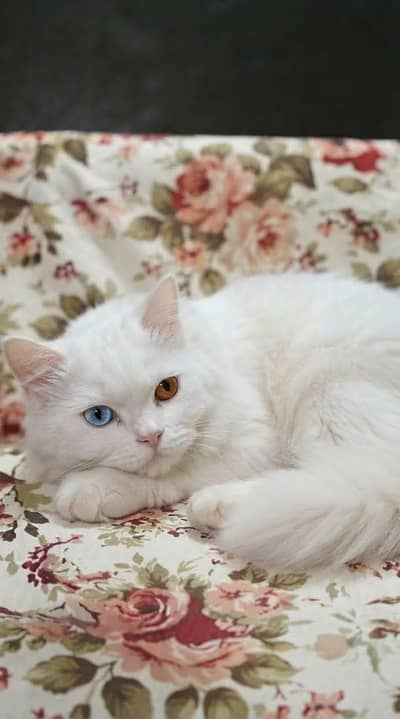 Persian White Cat Pair | Male Odd eyes & Female Blue eyes