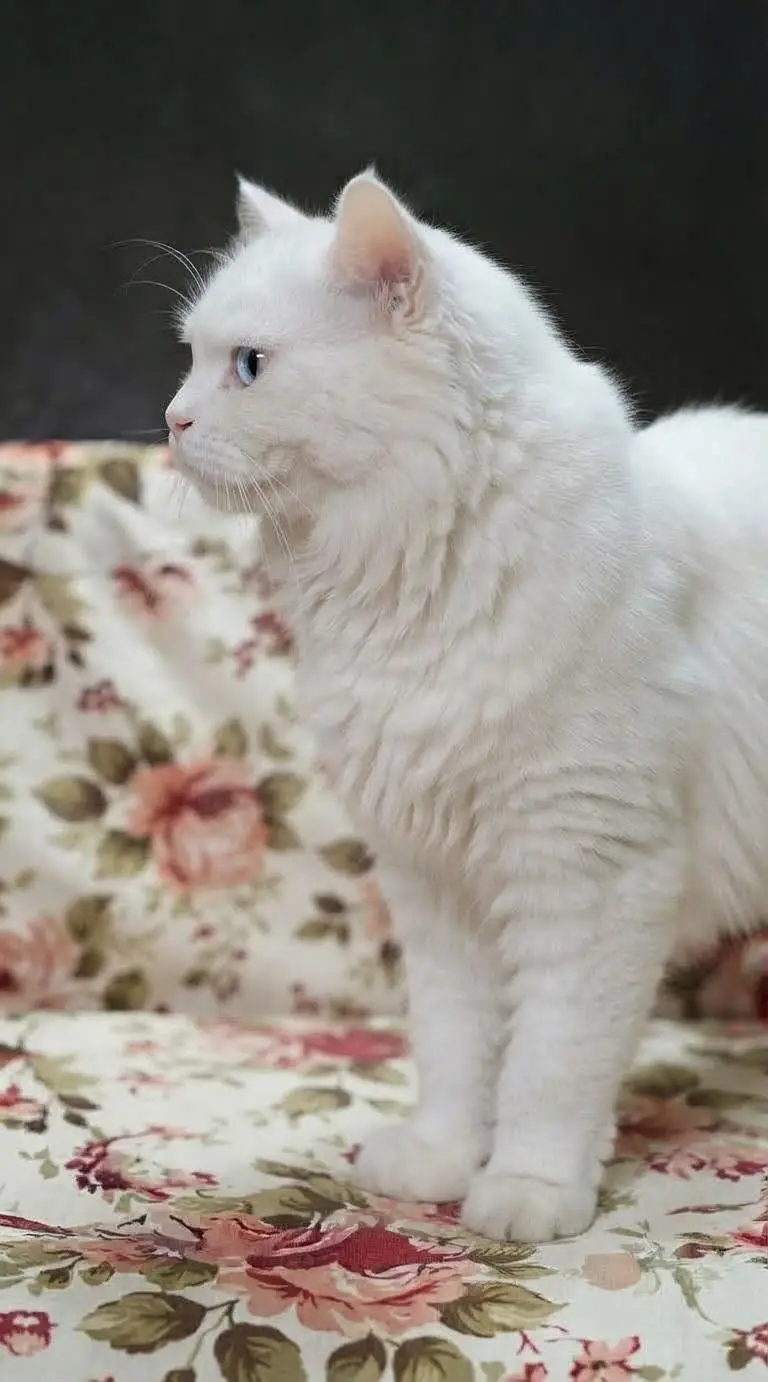 Persian White Cat Pair | Male Odd eyes & Female Blue eyes — photo 2