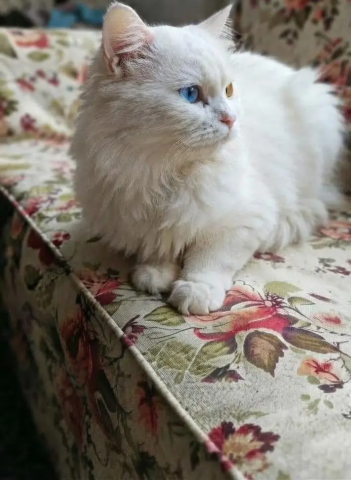 Persian White Cat Pair | Male Odd eyes & Female Blue eyes — photo 4