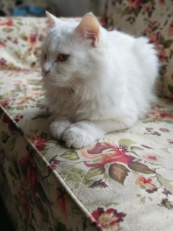 Persian White Cat Pair | Male Odd eyes & Female Blue eyes — photo 5
