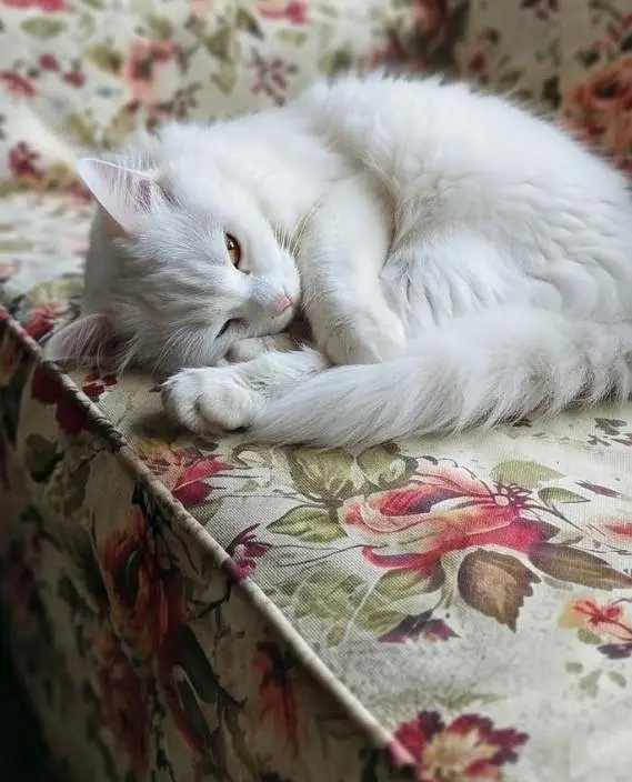 Persian White Cat Pair | Male Odd eyes & Female Blue eyes — photo 6