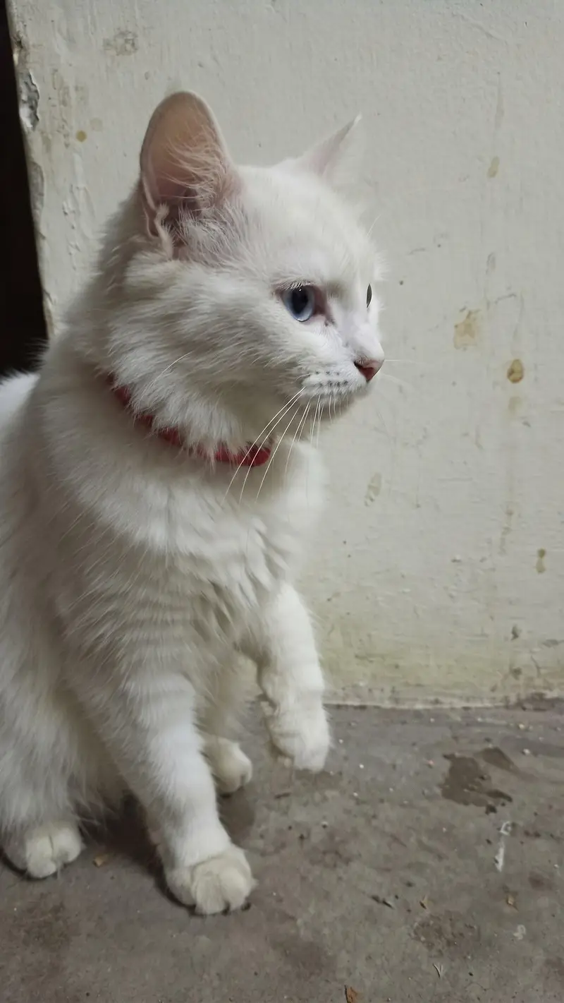 Persian White Cat Pair | Male Odd eyes & Female Blue eyes — photo 7