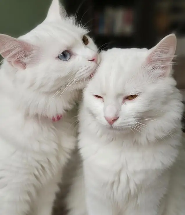 Persian White Cat Pair | Male Odd eyes & Female Blue eyes — photo 8