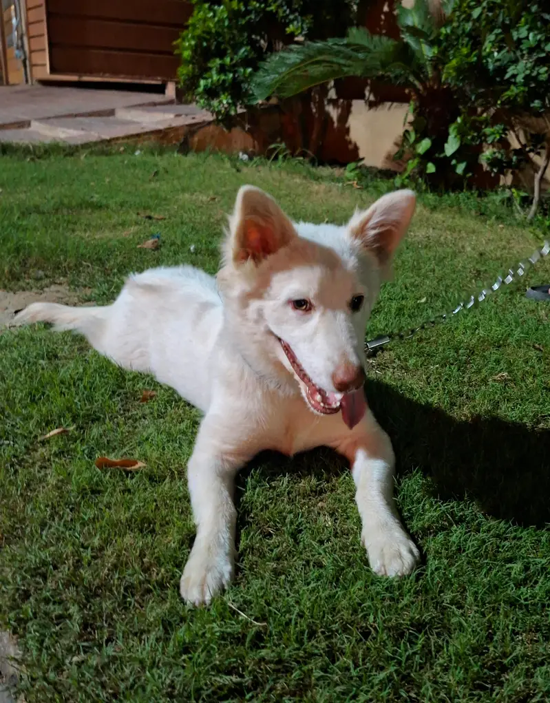 Russian dog — photo 2