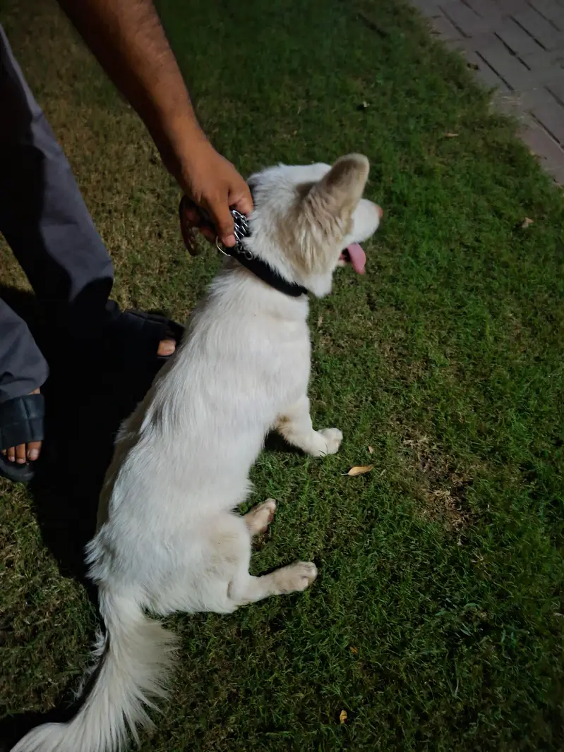 Russian dog — photo 3