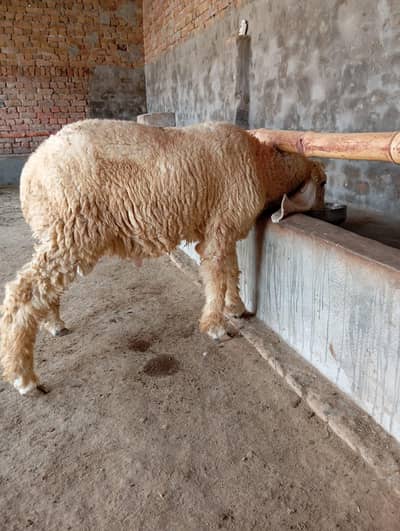 Healthy 8-Month Kajle Male Sheep for Sale