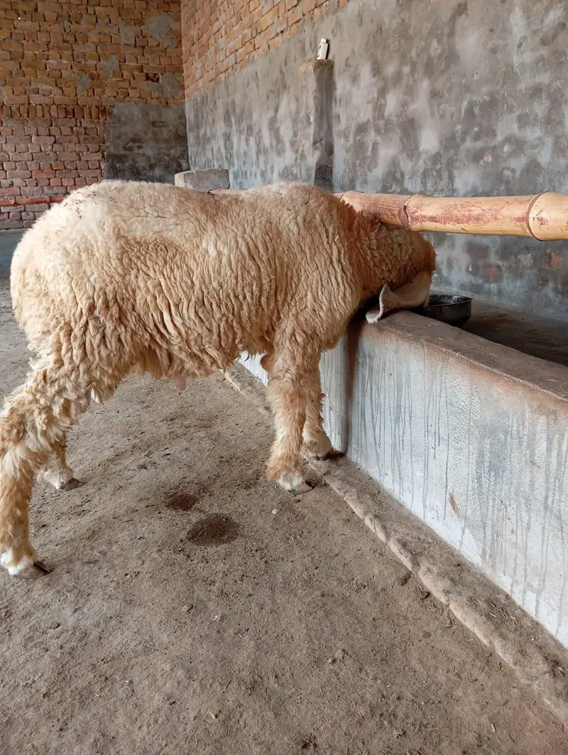 Healthy 8-Month Kajle Male Sheep for Sale — photo 2