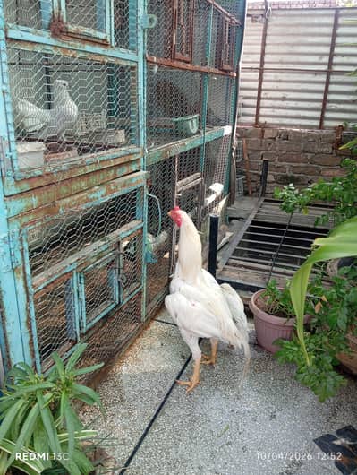 Aseel murga 4 sale