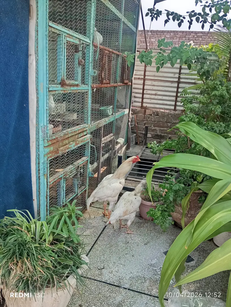 Aseel murga 4 sale — photo 2