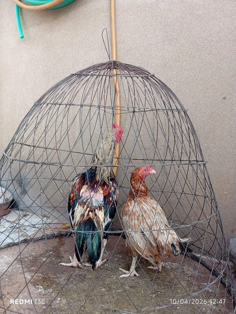 Aseel murga 4 sale — photo 3