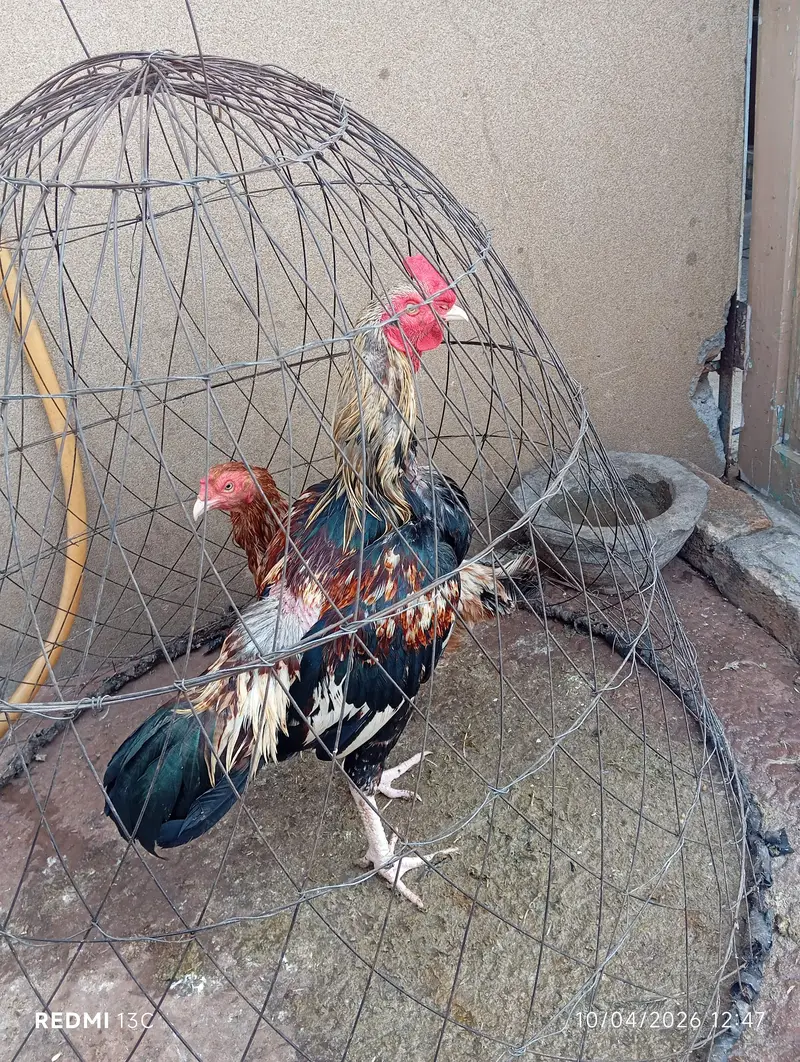 Aseel murga 4 sale — photo 4