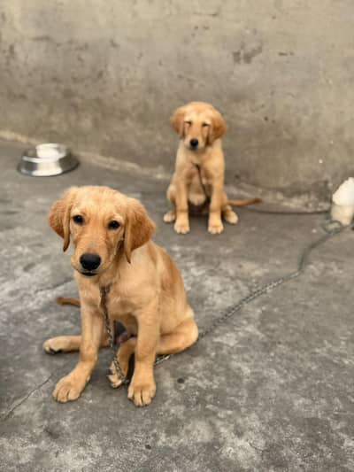 golden retriever puppies for sale