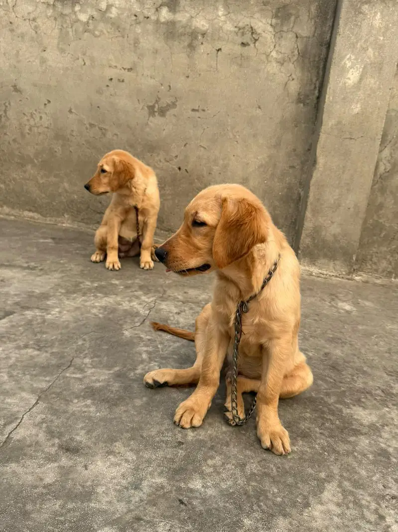 golden retriever puppies for sale — photo 2