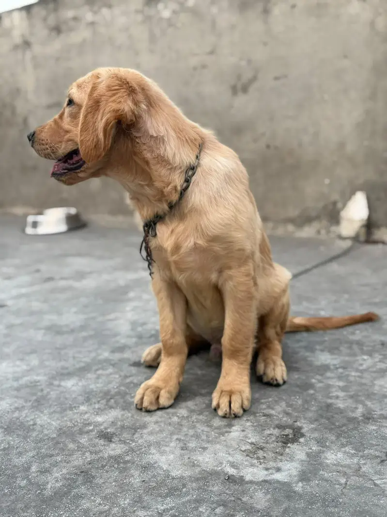 golden retriever puppies for sale — photo 3