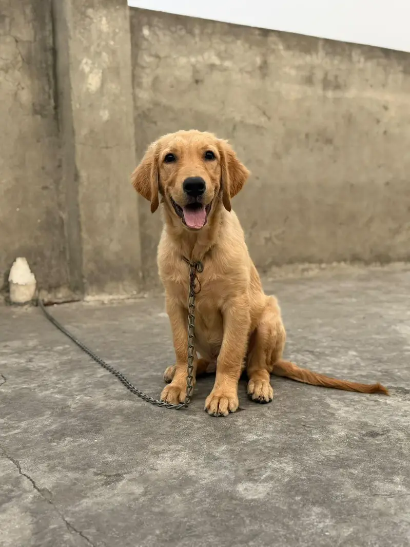 golden retriever puppies for sale — photo 4