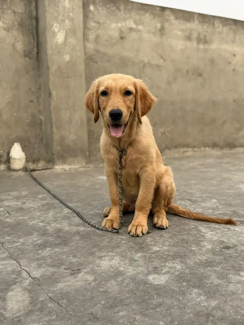 golden retriever puppies for sale — photo 5
