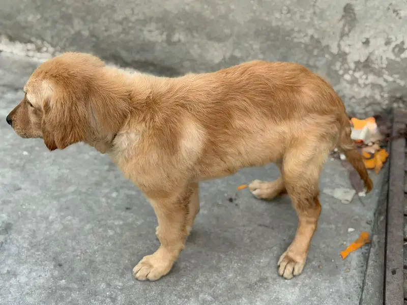 golden retriever puppies for sale — photo 6