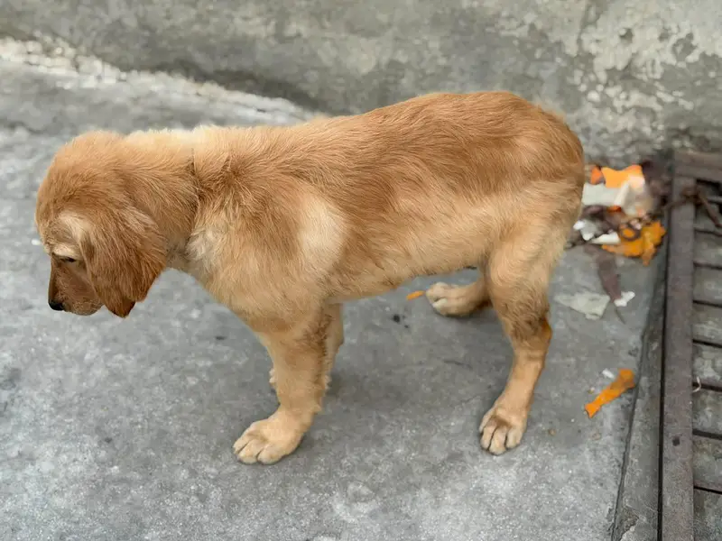 golden retriever puppies for sale — photo 7