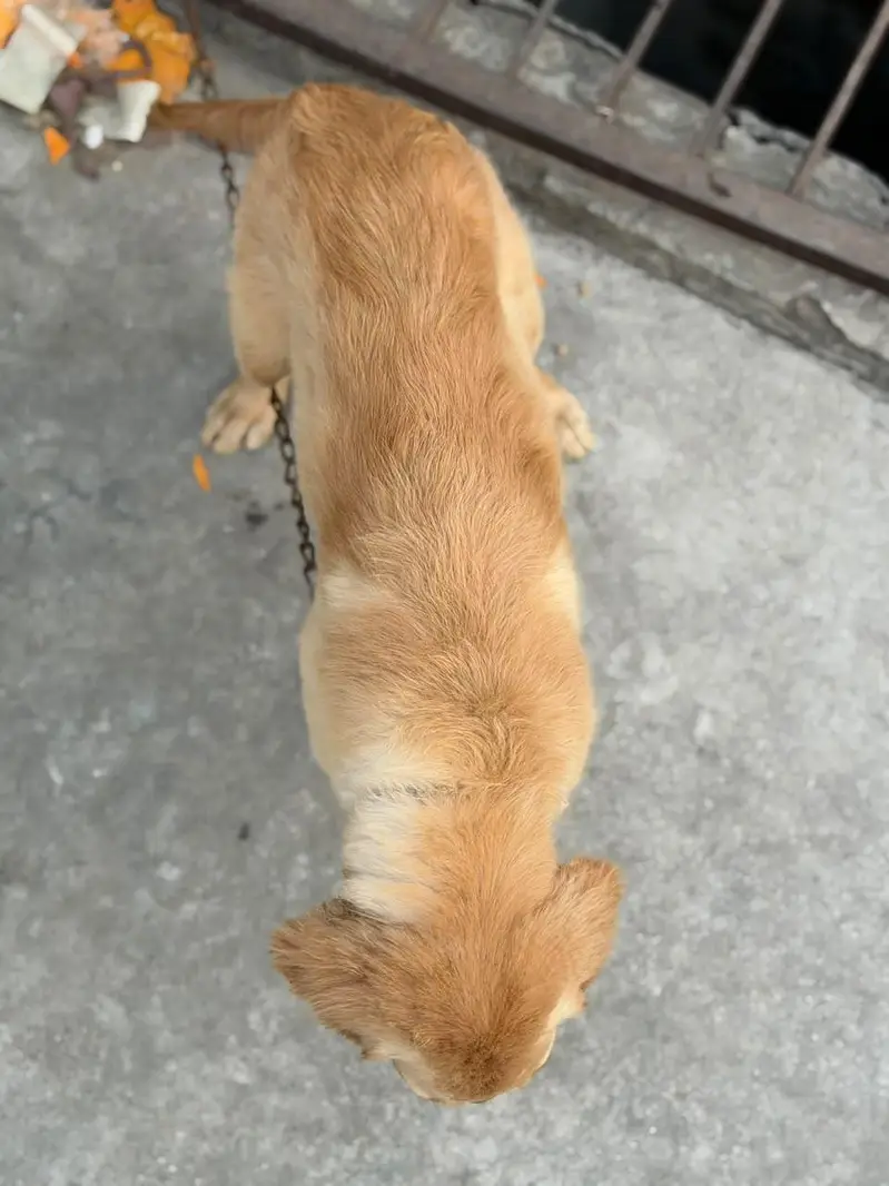 golden retriever puppies for sale — photo 8