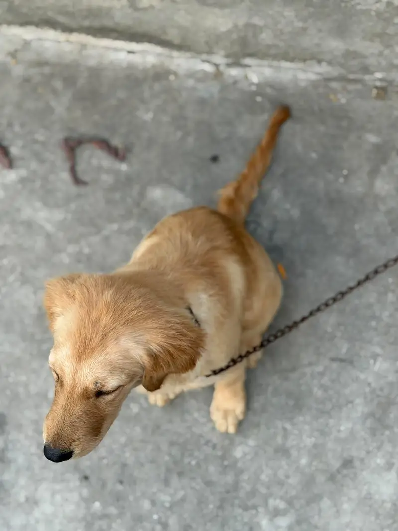 golden retriever puppies for sale — photo 9