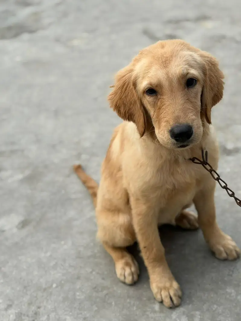 golden retriever puppies for sale — photo 10