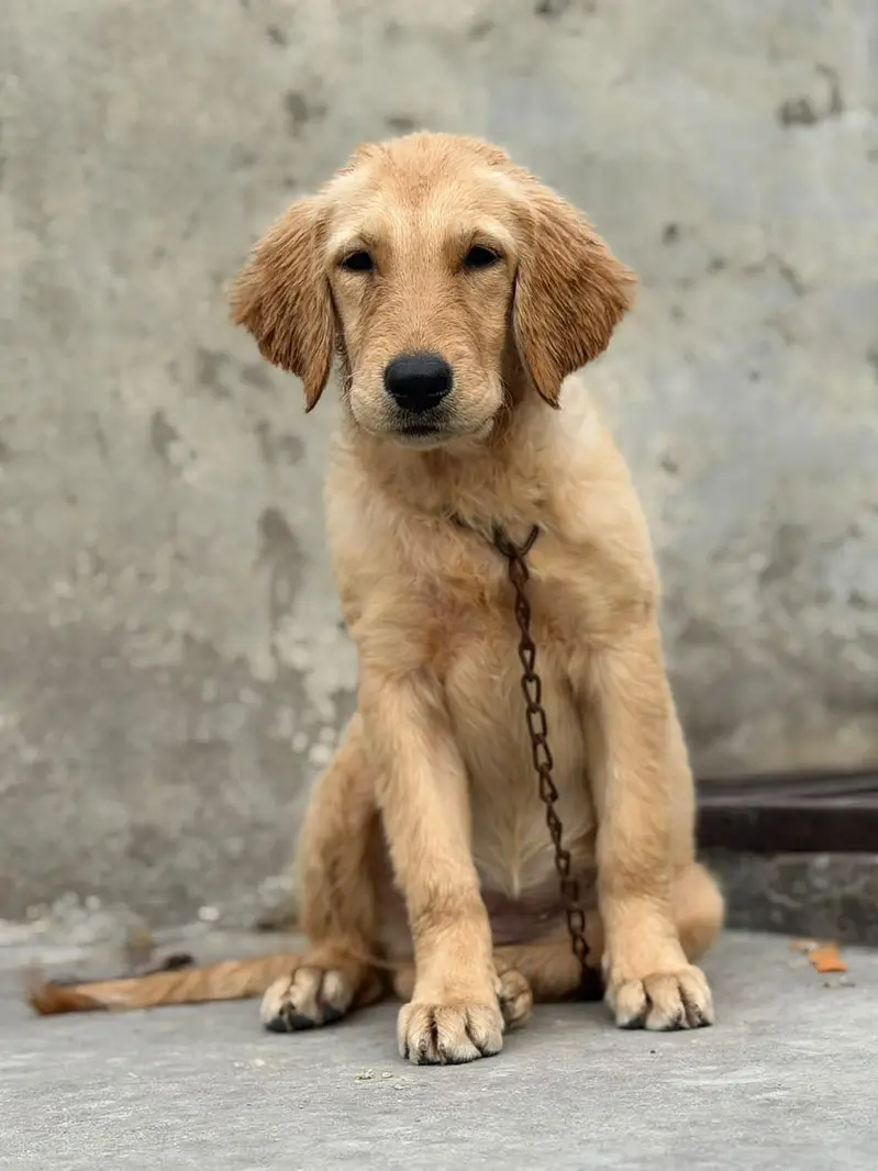 golden retriever puppies for sale — photo 11