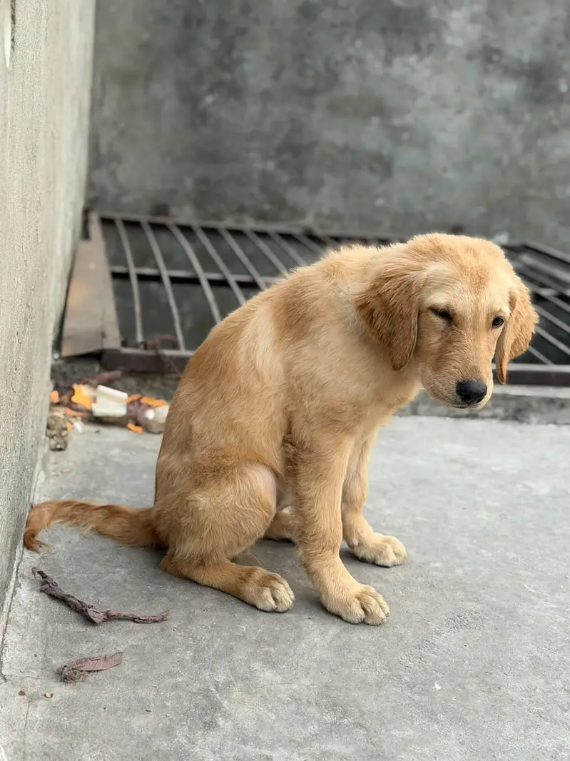 golden retriever puppies for sale — photo 12