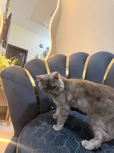 Smoke grey fluffy hair cat for sale