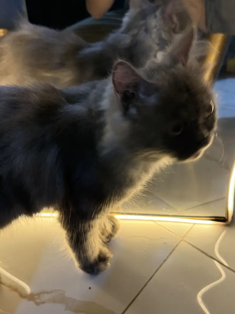 Smoke grey fluffy hair cat for sale — photo 2
