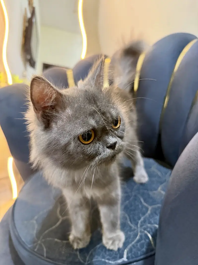 Smoke grey fluffy hair cat for sale — photo 3