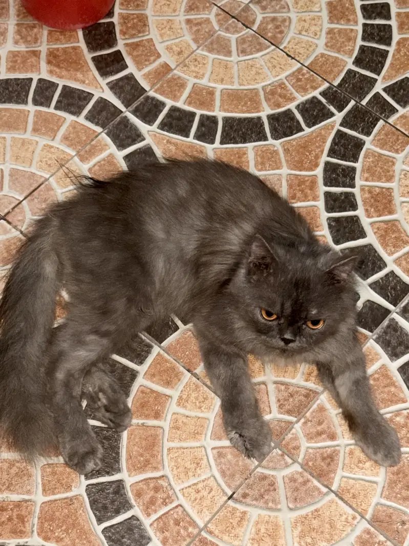 Smoke grey fluffy hair cat for sale — photo 4