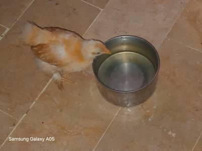 Fancy Golden Buff Chick