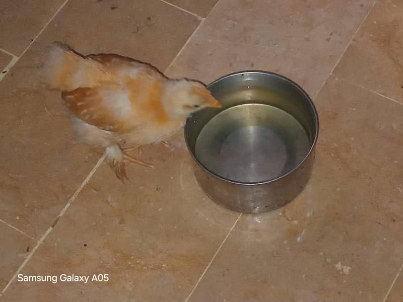 Fancy Golden Buff Chick 0