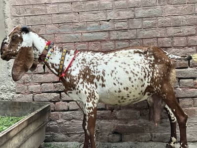 Paur Kajli female pichy asal kajla male bacha