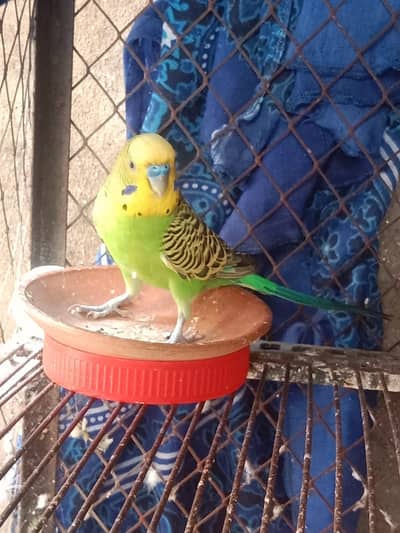 Australian parrots