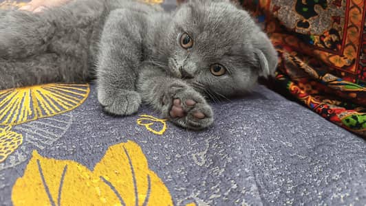 Scottish fold kittin for sell. 0313 4935014