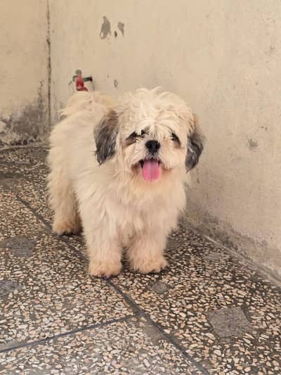 shitzu dog male for sale