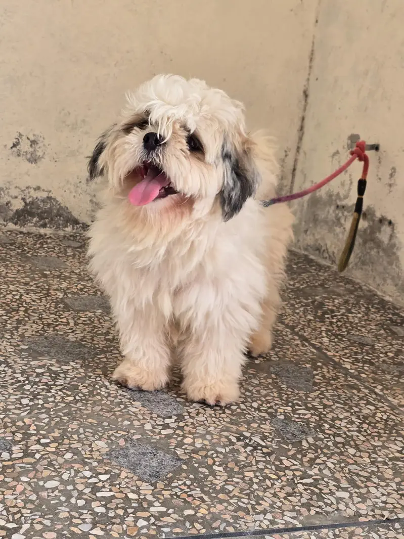 shitzu dog male for sale — photo 2