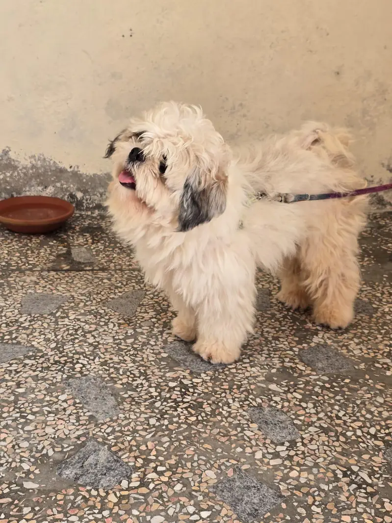 shitzu dog male for sale — photo 3