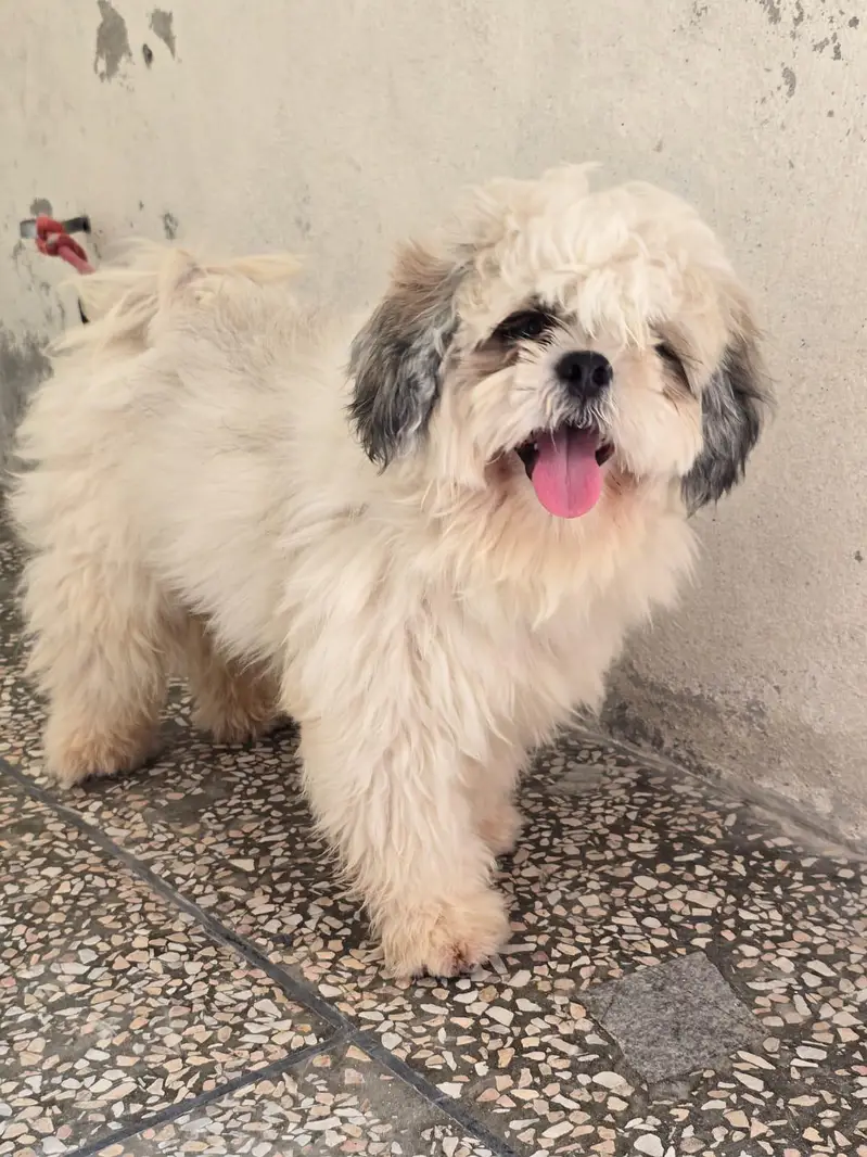 shitzu dog male for sale — photo 4