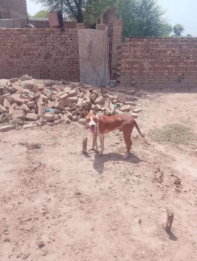 Desi bultiar — photo 2