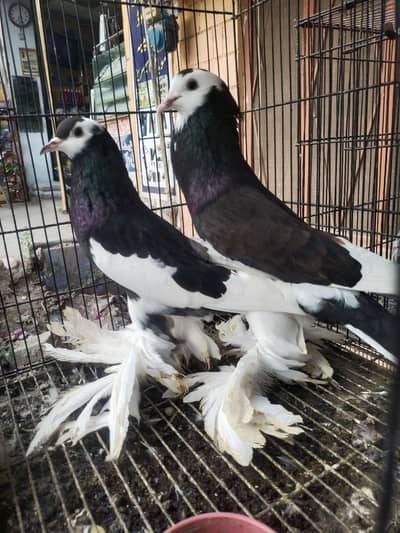 guabara pair