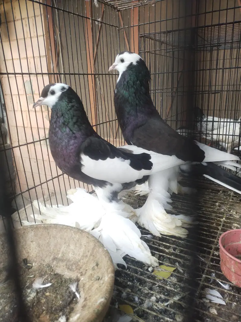 guabara pair — photo 3