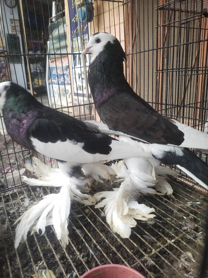 guabara pair 3
