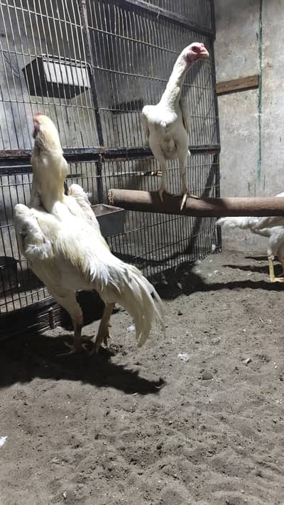 pure white shamo chiks chiks chiks