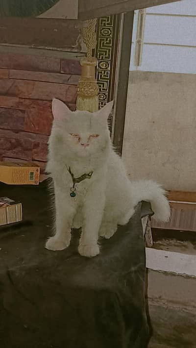parsin cat for sale