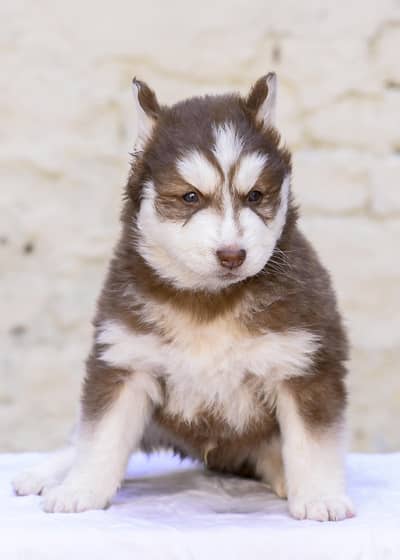 Pedigree Parents Wolly Coat Siberian Husky Puppies available