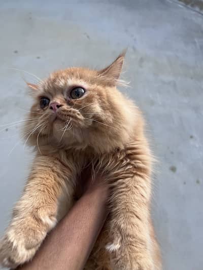 Cat for urgent sale