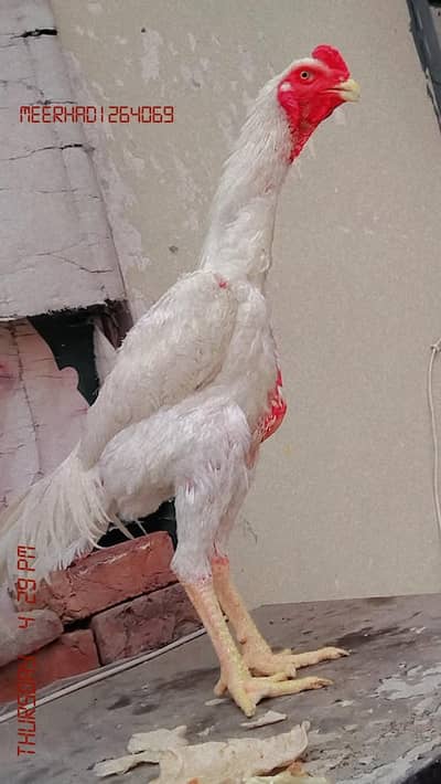White heera